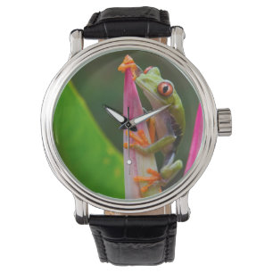 Montre Grenouille aux yeux rouges, Costa Rica