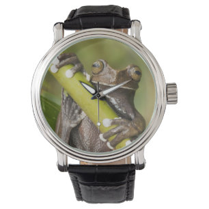 Montre Grenouille captive Tapichalaca Hyloscirtus