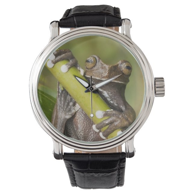 Montre Grenouille captive Tapichalaca Hyloscirtus (devant)