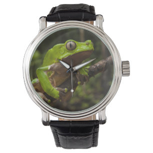 Montre grenouille géante à feuilles (Phyllomedusa bicolor