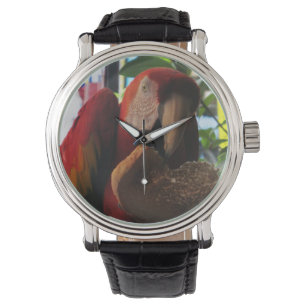 Montre Grillades de perroquet macaw
