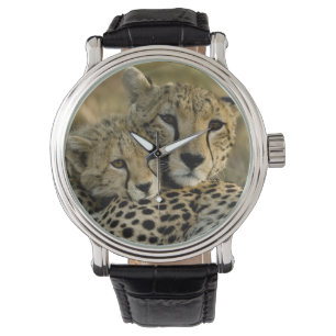 Montre Guépard, Acinonyx jubatus, avec son petit dans le 