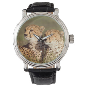 Montre Guépard couché dans l'herbe, Ngorongoro Conservati