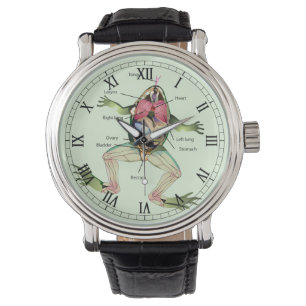 Montre Illustration de l'anatomie de la grenouille Romain