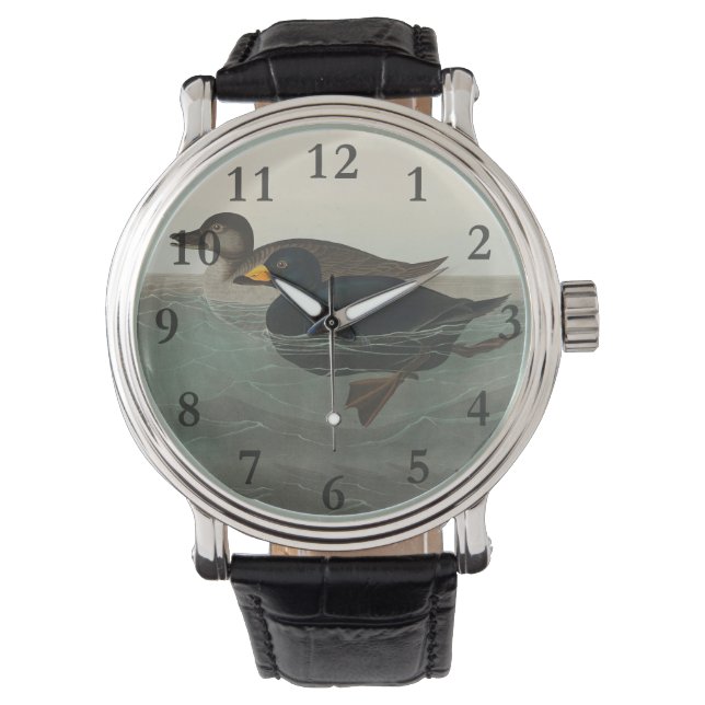 Montre Impression de Macreuse noire d'Audubon : Canard cô (devant)