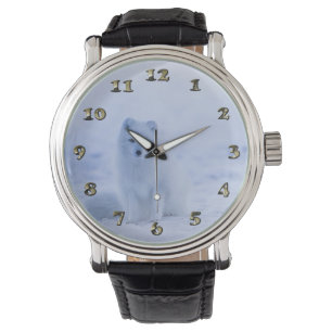 Montre Islande Renard arctique
