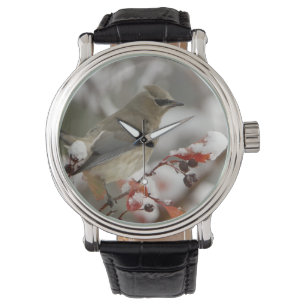 Montre Jaseur d'Amérique adulte sur aubépine avec neige