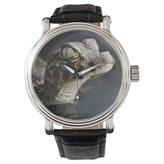 Montre Jeune cayman dans l'eau avec réflexion (devant)
