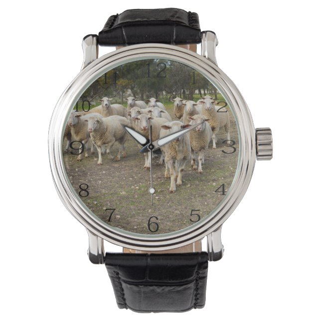 Montre Jeune mouton laineux blanc, (devant)