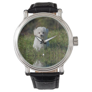 Montre Joli chiot blanc