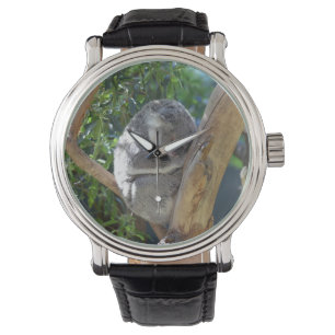 Montre Koala dormant dans l'arbre