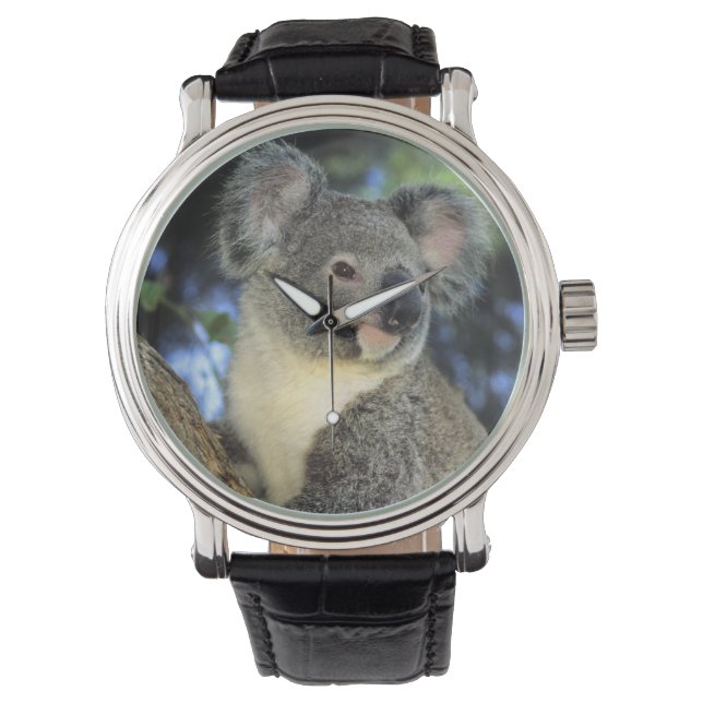 Montre Koala, Phascolarctos cinereus), Australie, (devant)