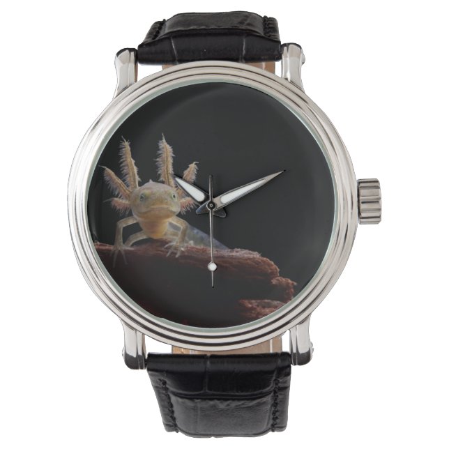 Montre larve de triton en berceau (devant)