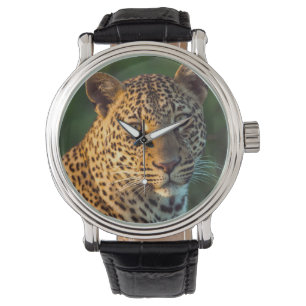 Montre Léopard mâle (Panthera Pardus) Jeune adulte