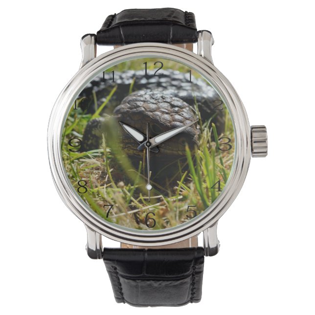 Montre Lézard australien (Stumpy)    (devant)