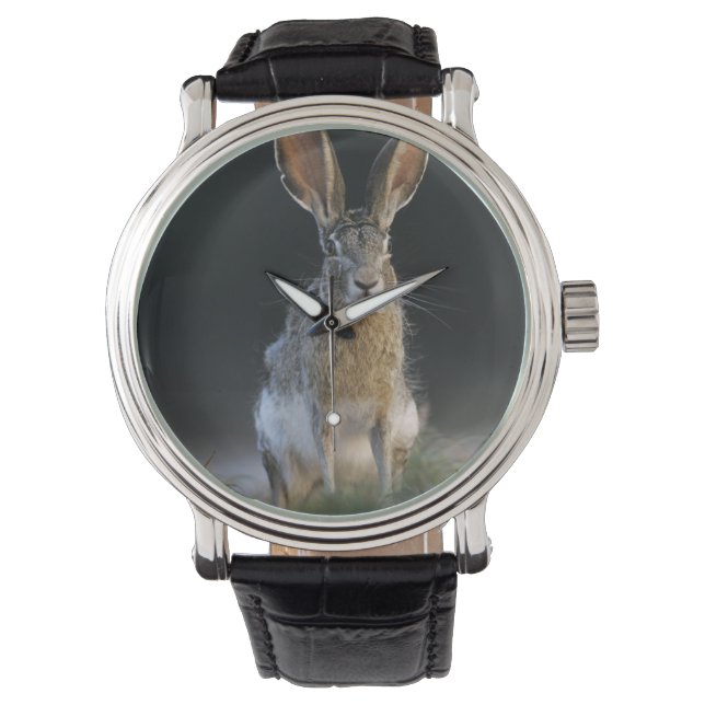 Montre Lièvre à queue noire, Lepus californicus, 2 (devant)