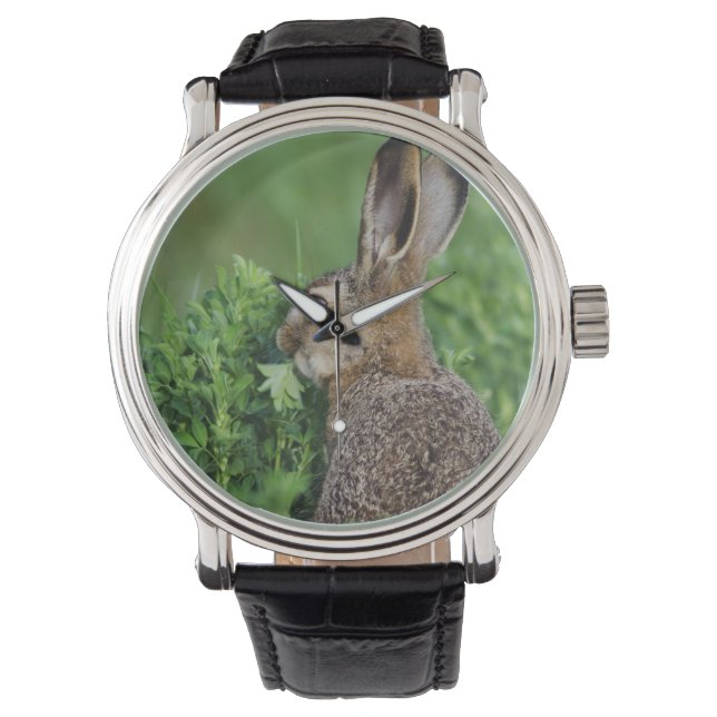 Montre Lièvre brun, Lepus europaeus, jeune mangeant, (devant)
