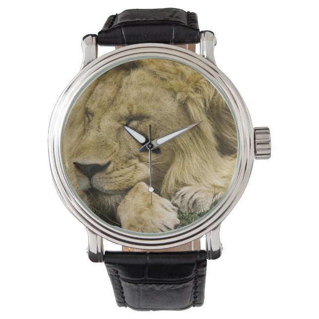 Montre Lion d'Afrique, Panthera leo, couché endormi (devant)