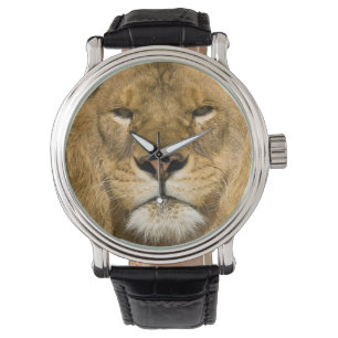 Montre Lion de Barbarie d'Afrique, Panthera leo leo, l'un