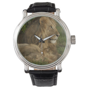 Montre Lion, Panthera leo, Lower Mara, Masai Mara GR,