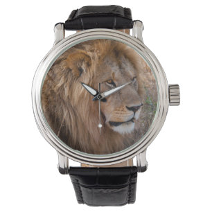 Montre Lion réserve nationale du Maasai Mara, Kenya