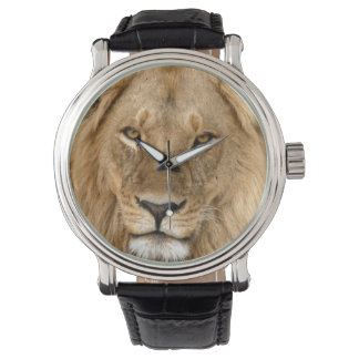 Montre Lion With Great Mane