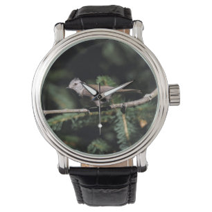 Montre Lophophane cristatus