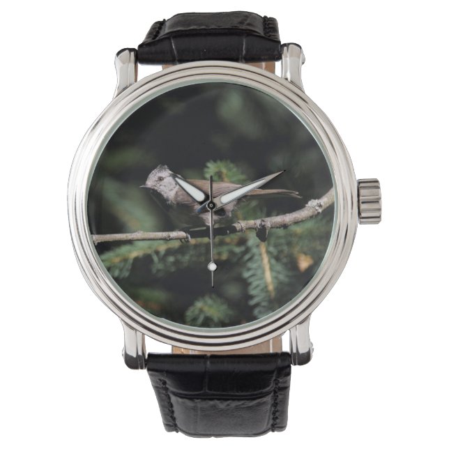 Montre Lophophane cristatus (devant)