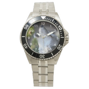 Montre loup