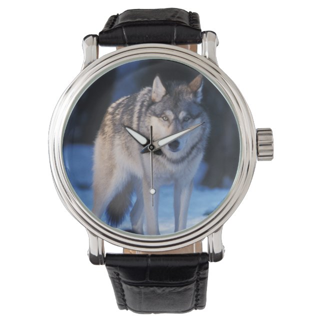 Montre loup gris, Canis lupus, dans les contreforts (devant)
