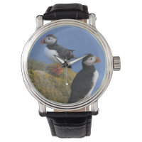 Macareux atlantiques (Fratercula arctica) sur une