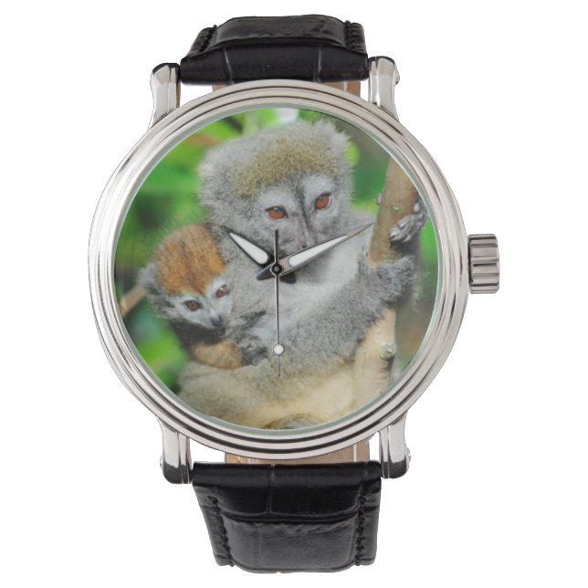 Montre Madagascar, Andasibe, Ile Aux Lemuriens, Mère (devant)