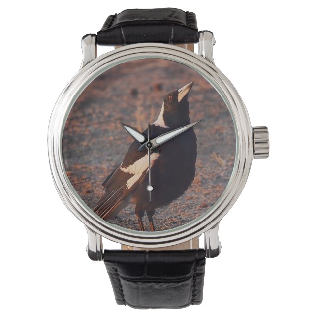 Montre Magpie australienne (devant)