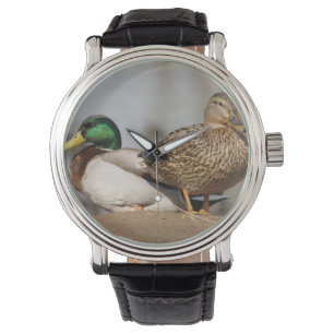 Montre Mallard Ducks