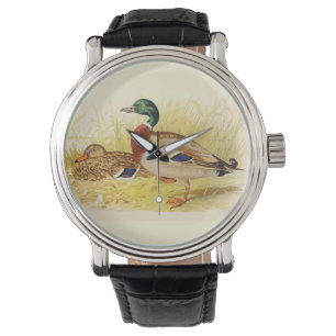 Montre Mallard Ducks