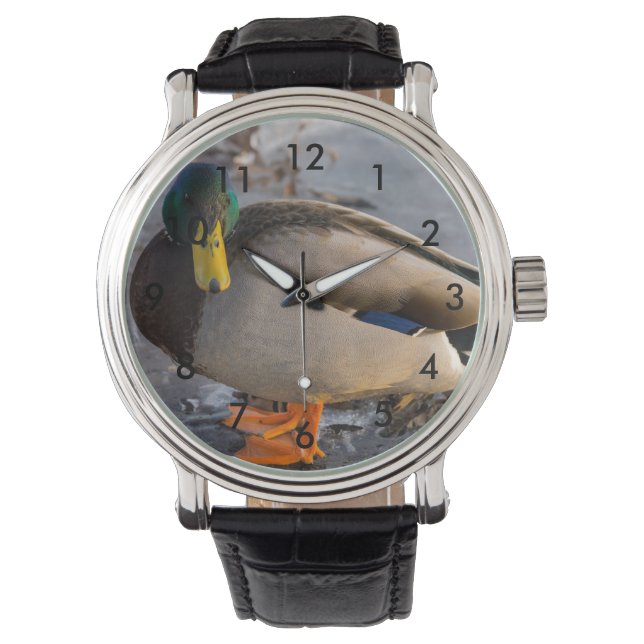 Montre Mallard Sur La Glace (devant)