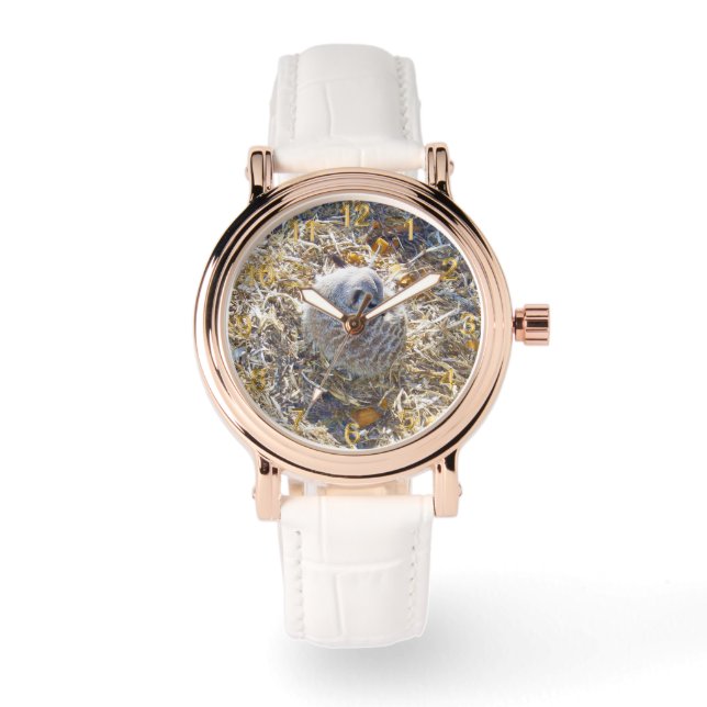 Montre Meerkat Est En Train De Construire Un Nid, (Recto)