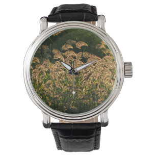 Montre Millet sauvage (Panicum Sp.) poussant dans une zon