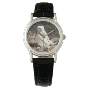 Montre Modèle en nature : Posing Meerkat blanc pour camér