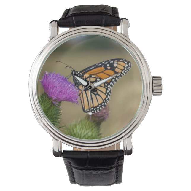 Montre Monarque sur Prairie de Chardons de Prairie Ridge (devant)