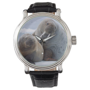 Montre Morse vache et veau reposent sur une banquise