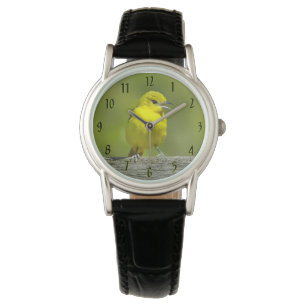 Montre Orchard Oriole - Photo originale