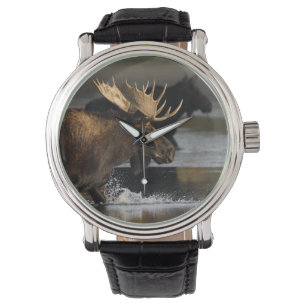 Montre orignaux éclaboussant dans l'eau