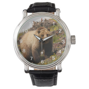 Montre ours