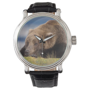 Montre ours brun, arctos d'Ursus, ours gris, Ursus 8