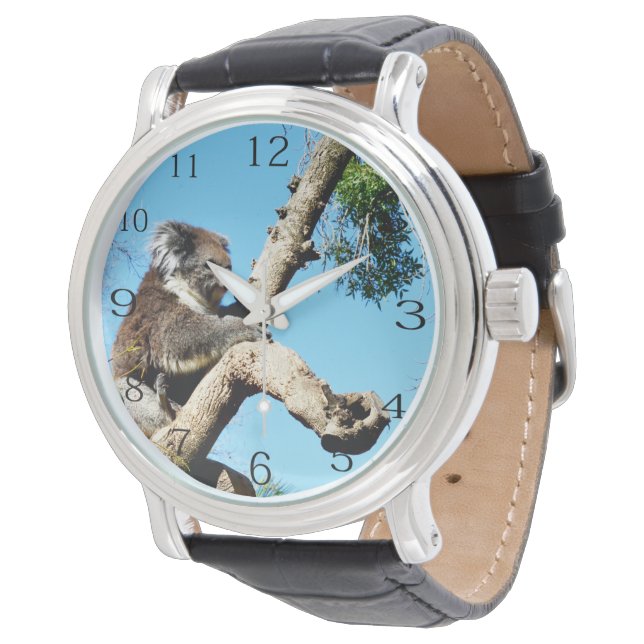 Montre Ours De Koala Dans L'Ancien Pin, (Incliné)