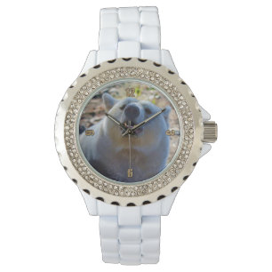 Montre Ours Kermode Rare (Ours Esprit) Photo Faune