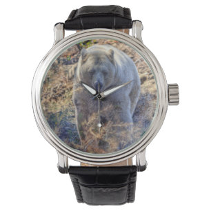 Montre Ours Kermode Rare (Ours Esprit) Photo Faune