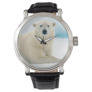 Montre Ours polaire adulte grand sanglier sur la glace es