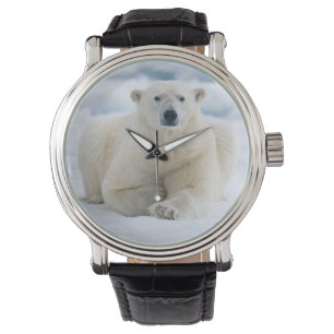 Montre Ours polaire adulte sur la glace du pack d'été
